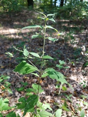 Ruellia pedunculata