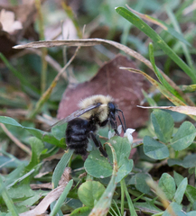 Bombus impatiens