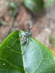 Phylloscyrtus amoenus