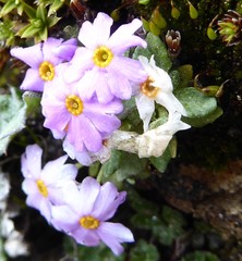 Primula concinna