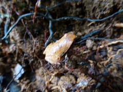 Plethodontohyla notosticta