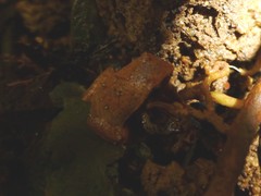 Plethodontohyla notosticta