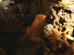 Plethodontohyla notosticta