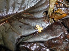 Plethodontohyla notosticta