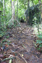 Plethodontohyla notosticta