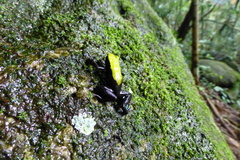 Mantella laevigata