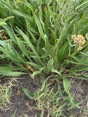 Helichrysum miconiifolium