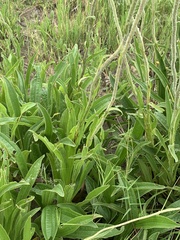 Helichrysum miconiifolium