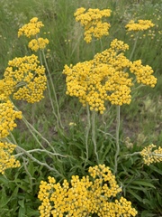 Helichrysum miconiifolium