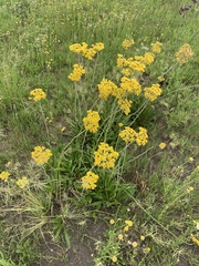 Helichrysum miconiifolium