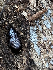 Gastrellarius honestus