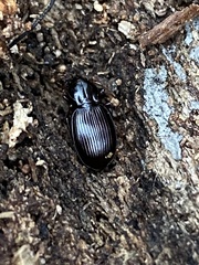 Gastrellarius honestus