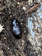 Gastrellarius honestus