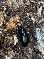 Gastrellarius honestus