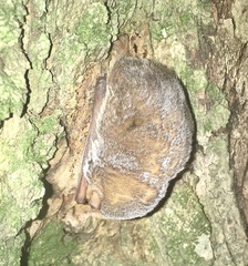 Lasiurus blossevillii