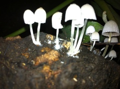 Coprinellus disseminatus