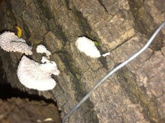 Schizophyllum commune
