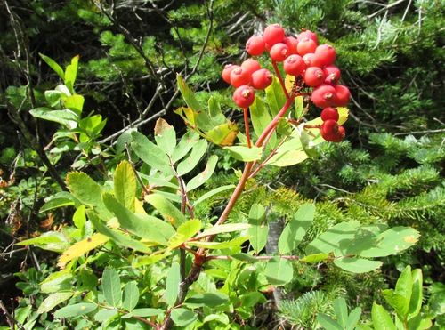 Sorbus occidentalis, photograph 5