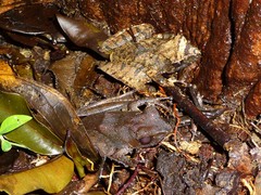 Gephyromantis luteus