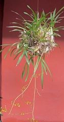 Cyrtochilum densiflorum