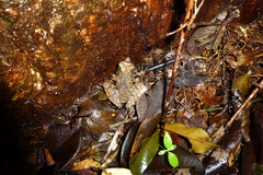 Gephyromantis luteus