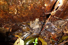 Gephyromantis luteus