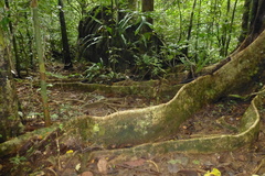 Gephyromantis luteus