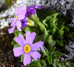 Primula concinna