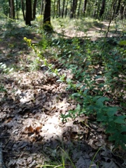 Solidago petiolaris
