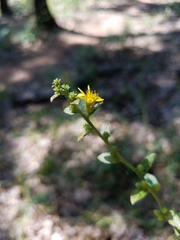 Solidago petiolaris