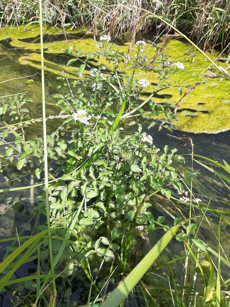 Onerow yellowcress (Nasturtium microphyllum)