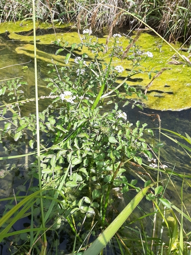 Onerow yellowcress (Nasturtium microphyllum)