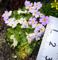 Primula concinna