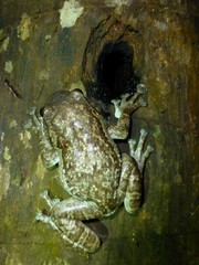 Cophyla grandis