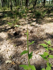 Verbesina helianthoides