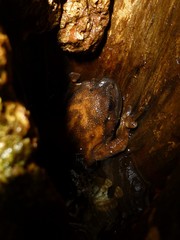 Cophyla grandis