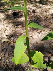 Verbesina helianthoides