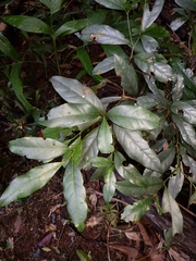 Beilschmiedia elliptica