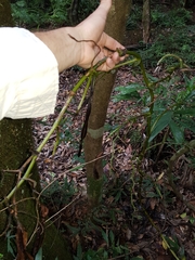 Pseudovanilla foliata