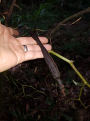 Pseudovanilla foliata