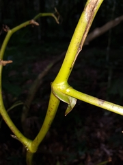 Pseudovanilla foliata