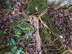 Pseudovanilla foliata