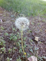 Taraxacum