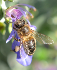 Apis mellifera