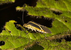 Hypselonotus linea