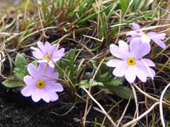 Primula concinna