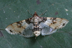 Azochis rufidiscalis