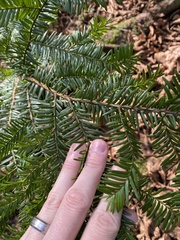 Taxus canadensis