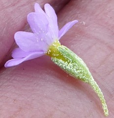 Primula concinna
