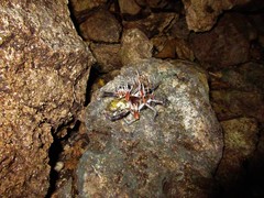 Cordyceps caloceroides